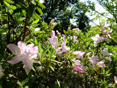 鴨池公園（つつじ）
