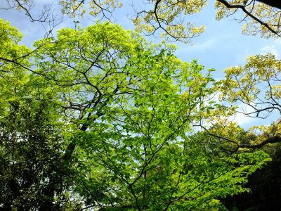 鴨池公園（新緑）
