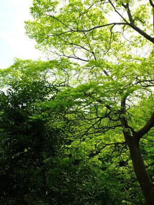 鴨池公園（新緑）
