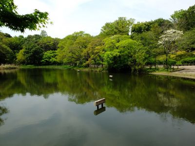 鴨池公園（新緑）

