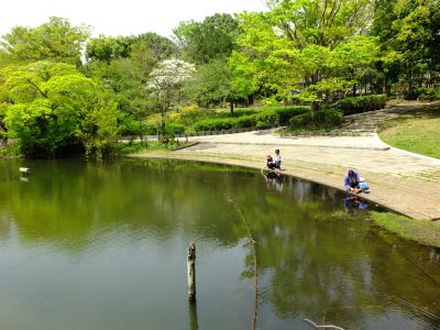 鴨池公園（新緑）

