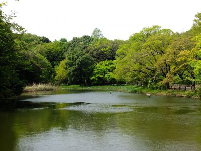 鴨池公園（新緑）
