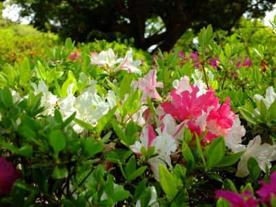 鴨池公園（つづじ）
