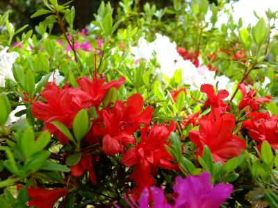 鴨池公園（つづじ）
