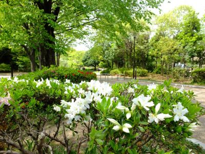 鴨池公園（つづじ）
