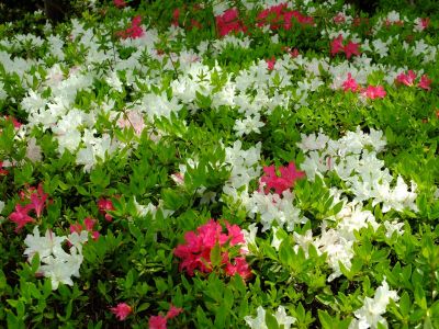 鴨池公園（つづじ）
