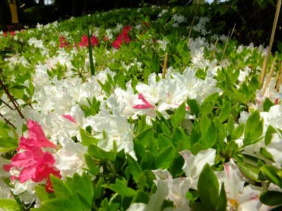 鴨池公園（つづじ）
