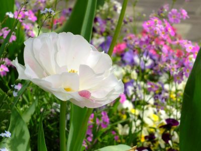 花のある商店街荏田近隣センター
