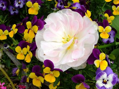 花のある商店街荏田近隣センター
