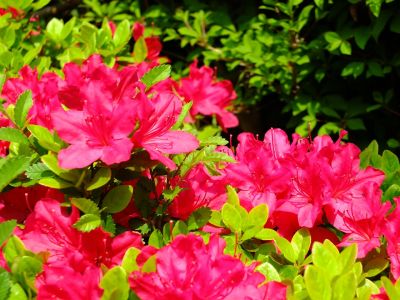 花のある商店街荏田近隣センター（つつじ）
