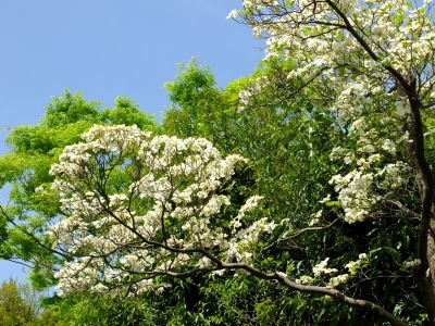 みずきが丘（はなみずき）
