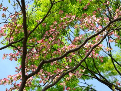 みずきが丘（はなみずき）
