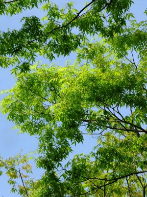 みずきが丘（はなみずき）
