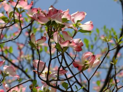 みずきが丘（はなみずき）
