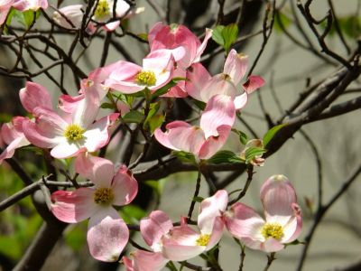 みずきが丘（はなみずき）
