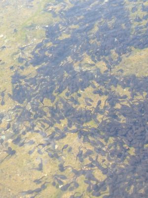 鴨池公園（おたまじゃくし）
