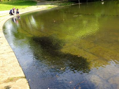 鴨池公園（おたまじゃくし）
