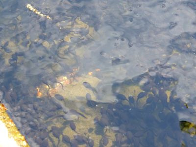 鴨池公園（おたまじゃくし）
