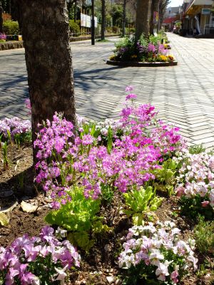 えだきん商店街（枝垂桜）
