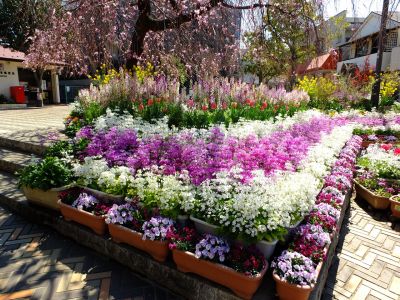 えだきん商店街（枝垂桜）
