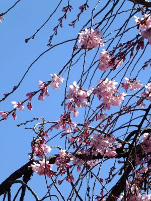 えだきん商店街（枝垂桜）
