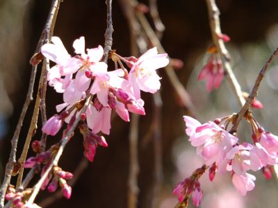 えだきん商店街（枝垂桜）
