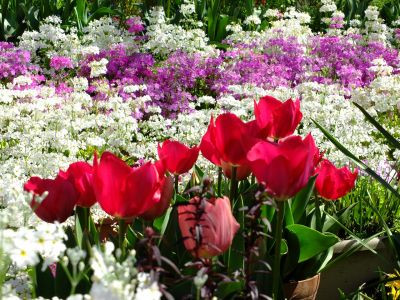 えだきん商店街（枝垂桜）
