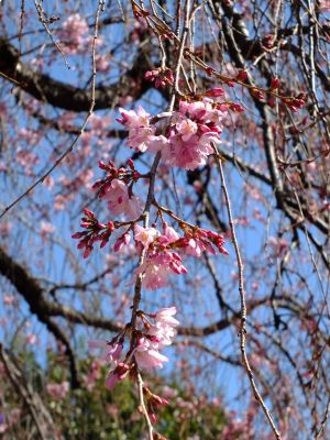 えだきん商店街（枝垂桜）
