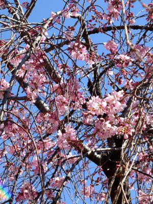 えだきん商店街（枝垂桜）
