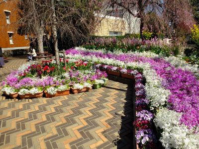 えだきん商店街（枝垂桜）
