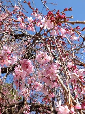 えだきん商店街（枝垂桜）
