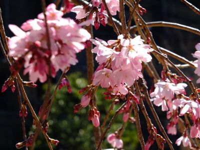 えだきん商店街（枝垂桜）
