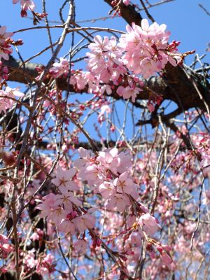 えだきん商店街（枝垂桜）
