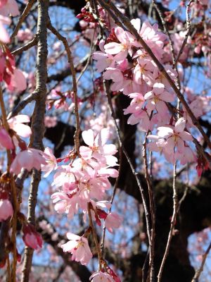 えだきん商店街（枝垂桜）
