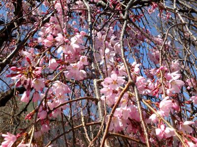 えだきん商店街（枝垂桜）
