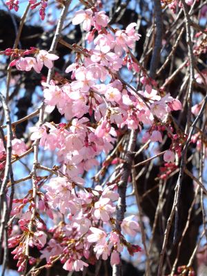えだきん商店街（枝垂桜）
