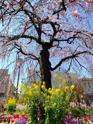えだきん商店街（枝垂桜）
