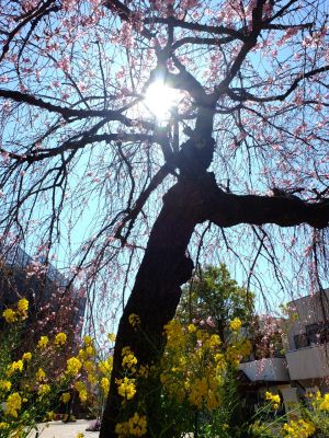 えだきん商店街（枝垂桜）
