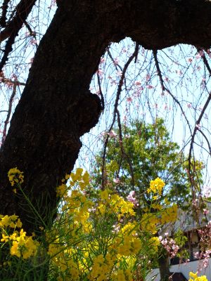 えだきん商店街（枝垂桜）
