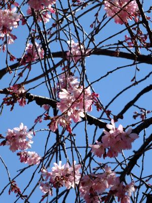えだきん商店街（枝垂桜）
