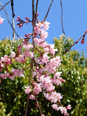えだきん商店街（枝垂桜）
