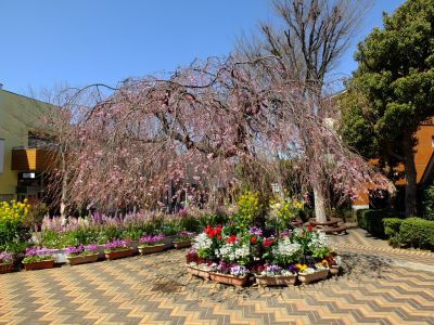 えだきん商店街（枝垂桜）
