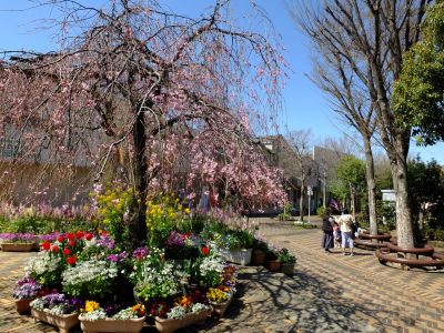 えだきん商店街（枝垂桜）

