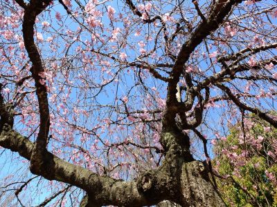 えだきん商店街（枝垂桜）
