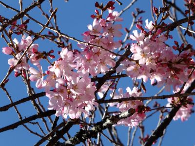 えだきん商店街（枝垂桜）
