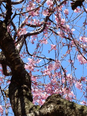 えだきん商店街（枝垂桜）
