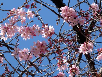 えだきん商店街（枝垂桜）

