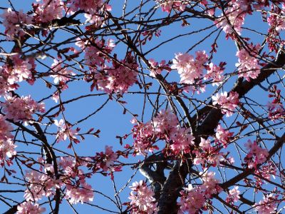 えだきん商店街（枝垂桜）
