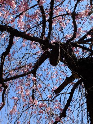 えだきん商店街（枝垂桜）
