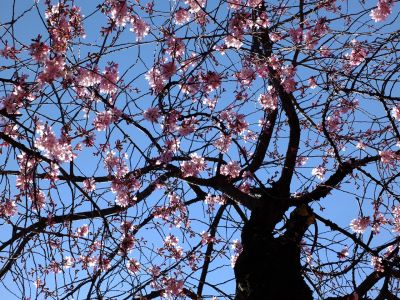 えだきん商店街（枝垂桜）
